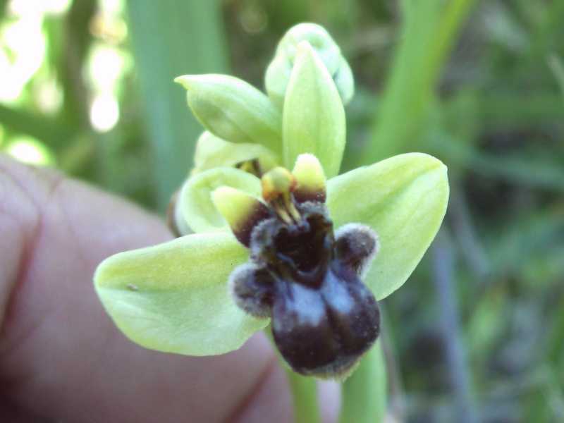 Ophrys ?